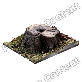 Stump Tree RAW 3D Scan #5